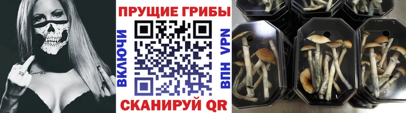 что такое   Вольск  Псилоцибиновые грибы GOLDEN TEACHER 